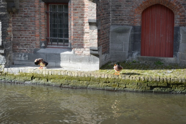 Ducks sunbathing by the riverside