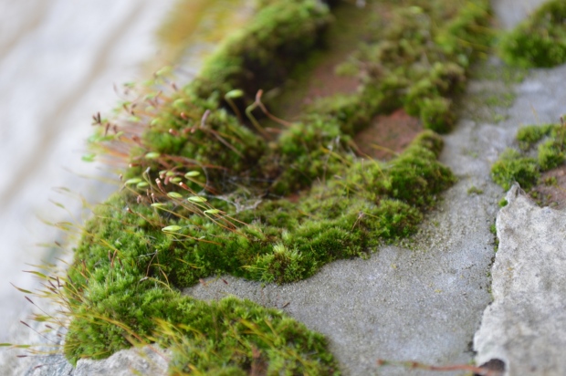 Moss growing on a wall