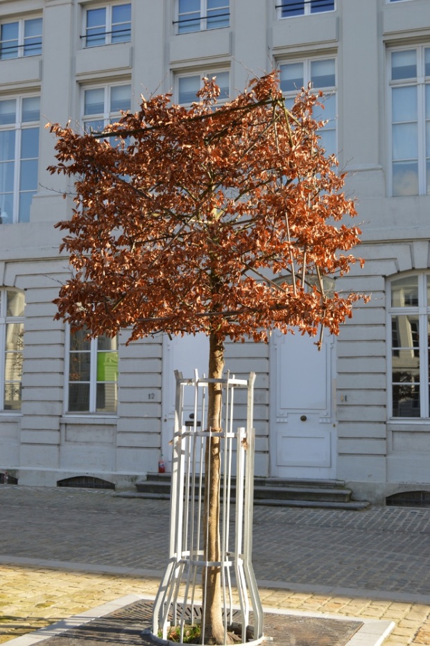 Square tree in Brussels