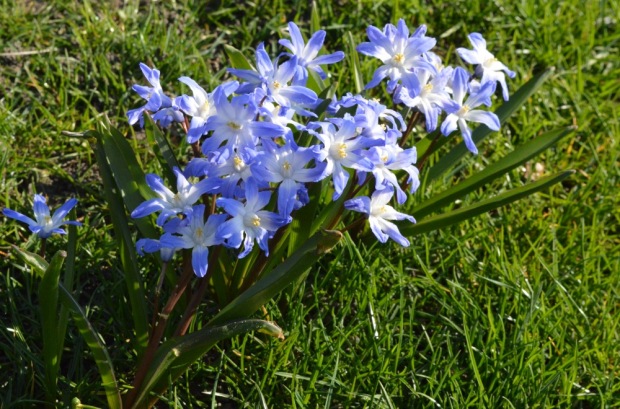 Blue flowers - close-up