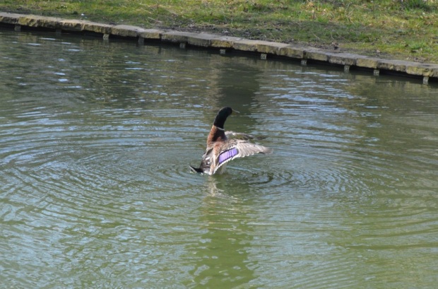 Duck flapping in the water