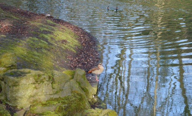 Duck with brown eyeliner sunbathing
