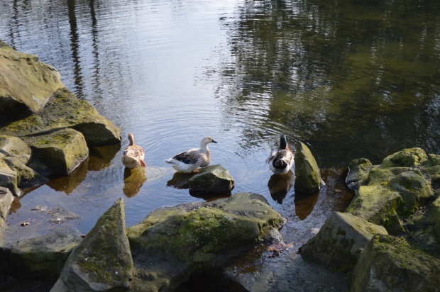 Ducks sunbathing