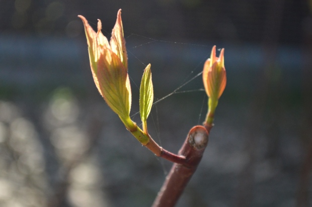Leaves and flowers budding with spiderwebs