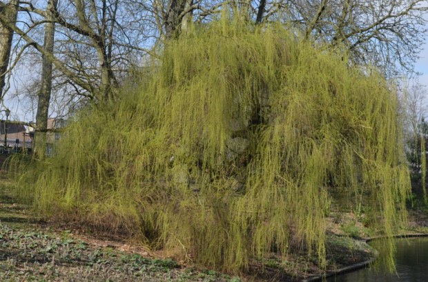 Weeping willow tree in spring