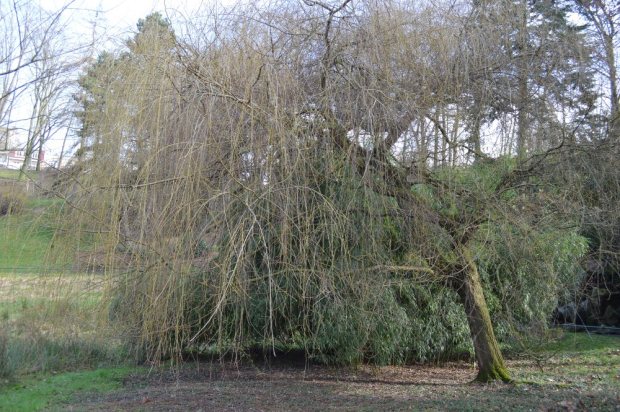 Willow tree in the early spring