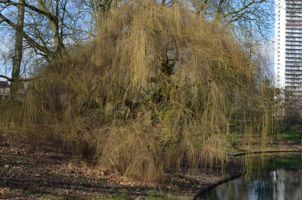 Willow tree in the sunshine