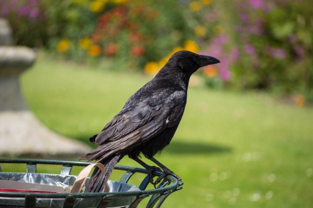 Black crow in the Tuileries gardens