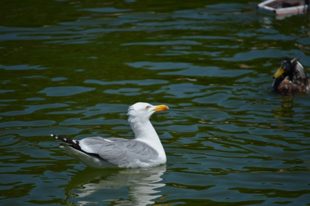 Hungry gull