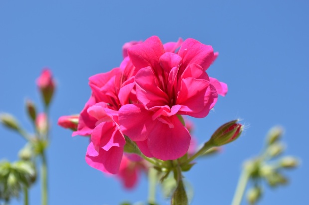 Pink flower against a blue sky - Luxembourg gardens