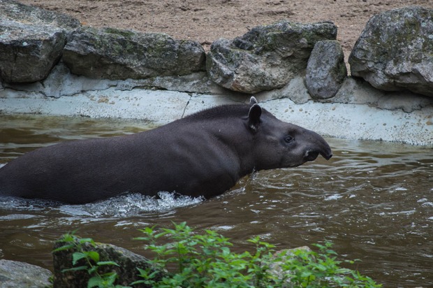 Swimming tapir