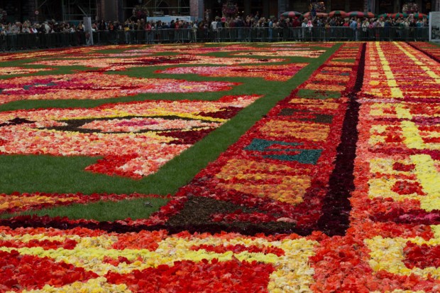 Flower carpet 3