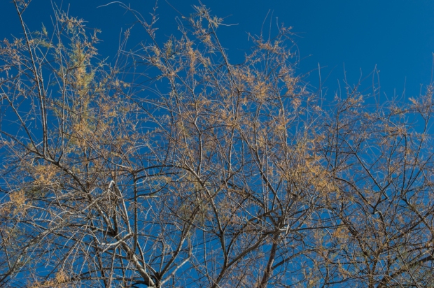 Golden tree against a blue sky - small