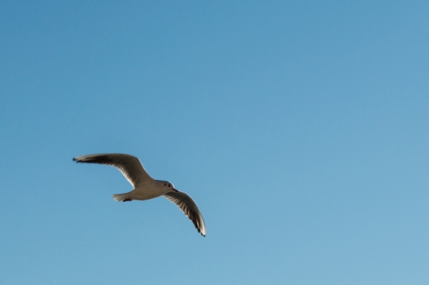 Seagull - Villefranche - small