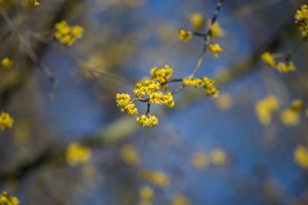 Tiny yellow flowers-2